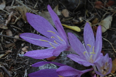 Colchicum feinbruniae