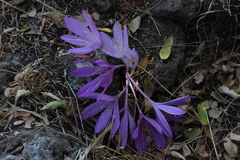 Colchicum feinbruniae