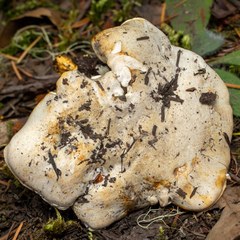 Cantharellus subalbidus