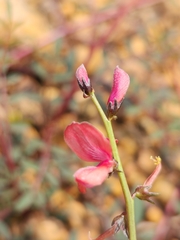 Indigofera humifusa