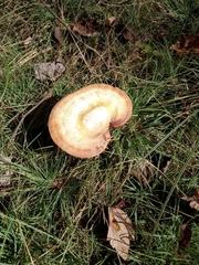 Lactarius quietus