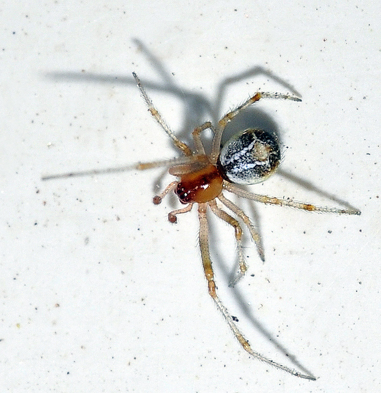Simitidion lacuna