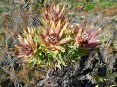 Leucadendron daphnoides