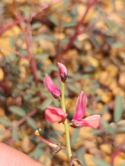 Indigofera humifusa