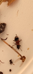 Thanasimus formicarius
