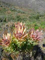 Leucadendron daphnoides