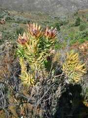 Leucadendron daphnoides