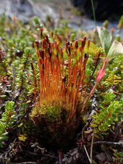 Tetraplodon mnioides