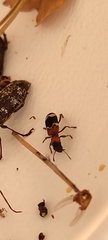Thanasimus formicarius