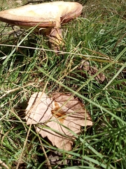 Lactarius quietus