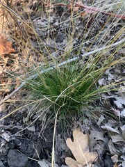 Festuca occidentalis