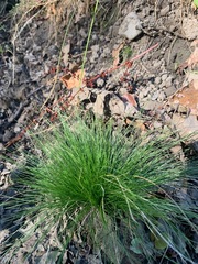 Festuca occidentalis