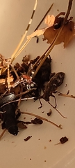 Thanasimus formicarius