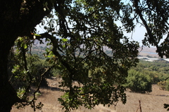 Quercus ithaburensis