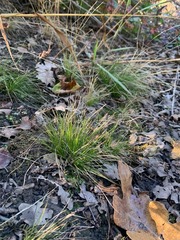 Festuca occidentalis