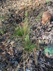 Festuca occidentalis