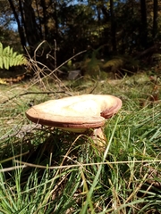 Lactarius quietus