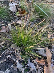 Festuca occidentalis