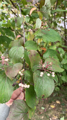 Cornus drummondii