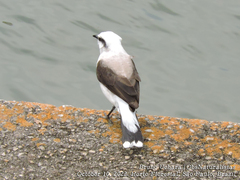 Fluvicola nengeta