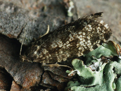 Pseudohermenias abietana