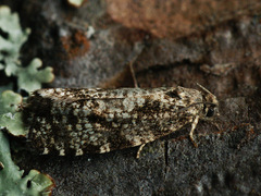 Pseudohermenias abietana