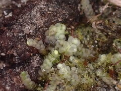 Calypogeia