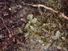 Calypogeia