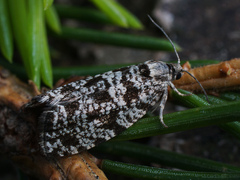 Pseudohermenias abietana