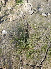 Eleocharis ovata