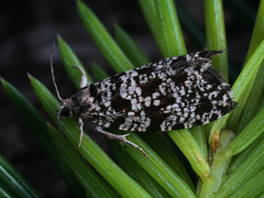 Pseudohermenias abietana