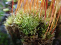 Tetraplodon mnioides