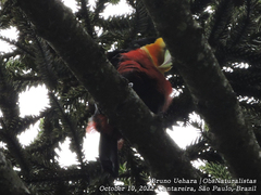 Ramphastos dicolorus