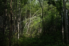 Betula pendula