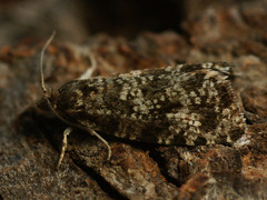 Pseudohermenias abietana