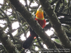 Ramphastos dicolorus