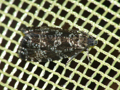 Pseudohermenias abietana