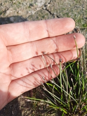 Eleocharis ovata