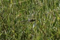 Anax parthenope julius