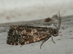 Pseudohermenias abietana