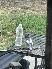 Aphelocoma woodhouseii