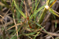 Enicospilus americanus-complex