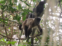 Sapajus nigritus