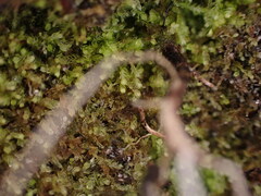 Cephalozia bicuspidata