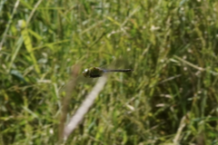 Anax parthenope julius