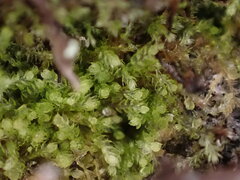 Cephalozia bicuspidata