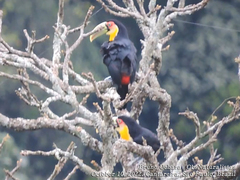Ramphastos dicolorus