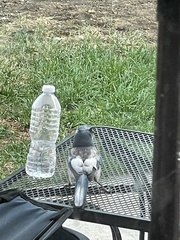 Aphelocoma woodhouseii