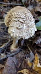 Chlorophyllum olivieri