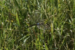 Anax parthenope julius